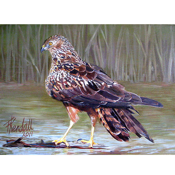 birds img 05