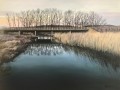 bridge over wetland