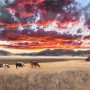 cows at sunset