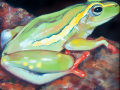 frog img 02