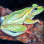 frog img 02