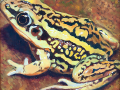 frog img 03