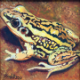 frog img 03