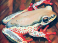 frog img 04