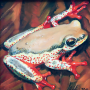 frog img 04