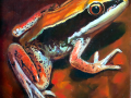 frog img 05