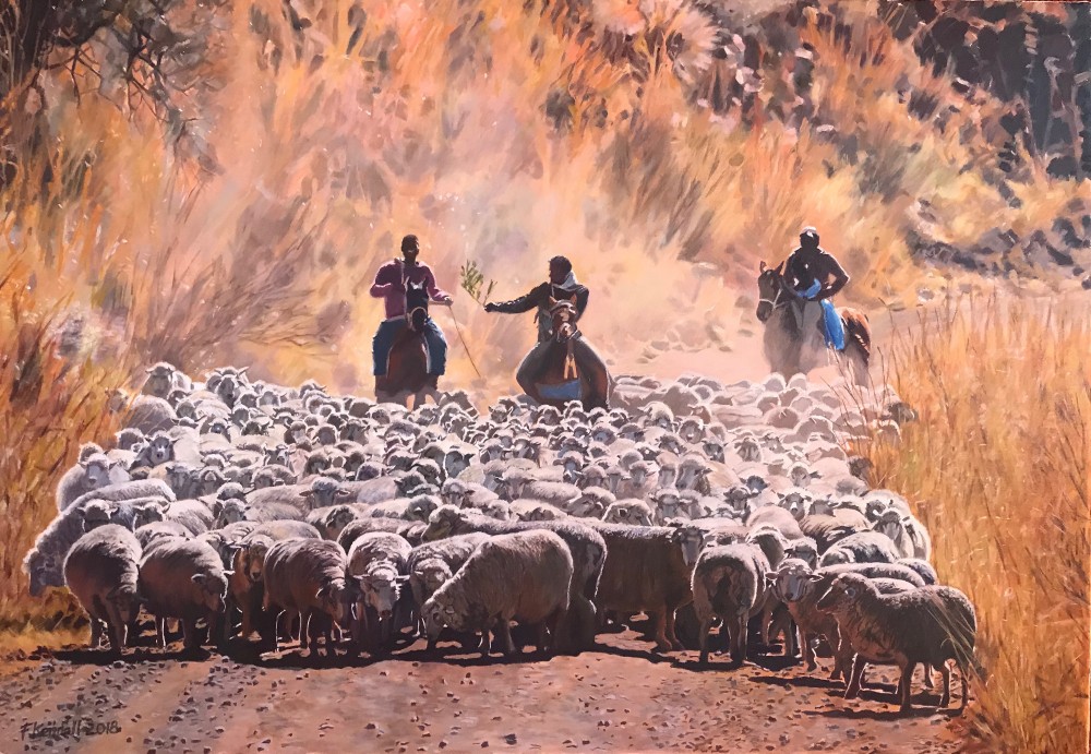 herding sheep